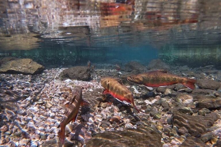 BrookTroutSwimming1